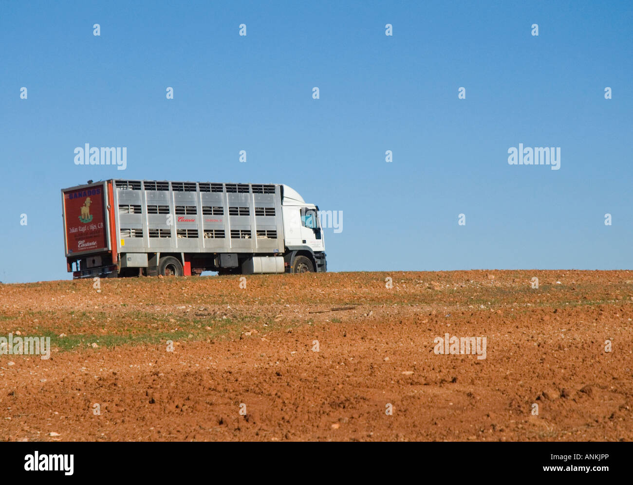 Schaf-Transport im Alcazar de San Juan, Spanien Stockfoto