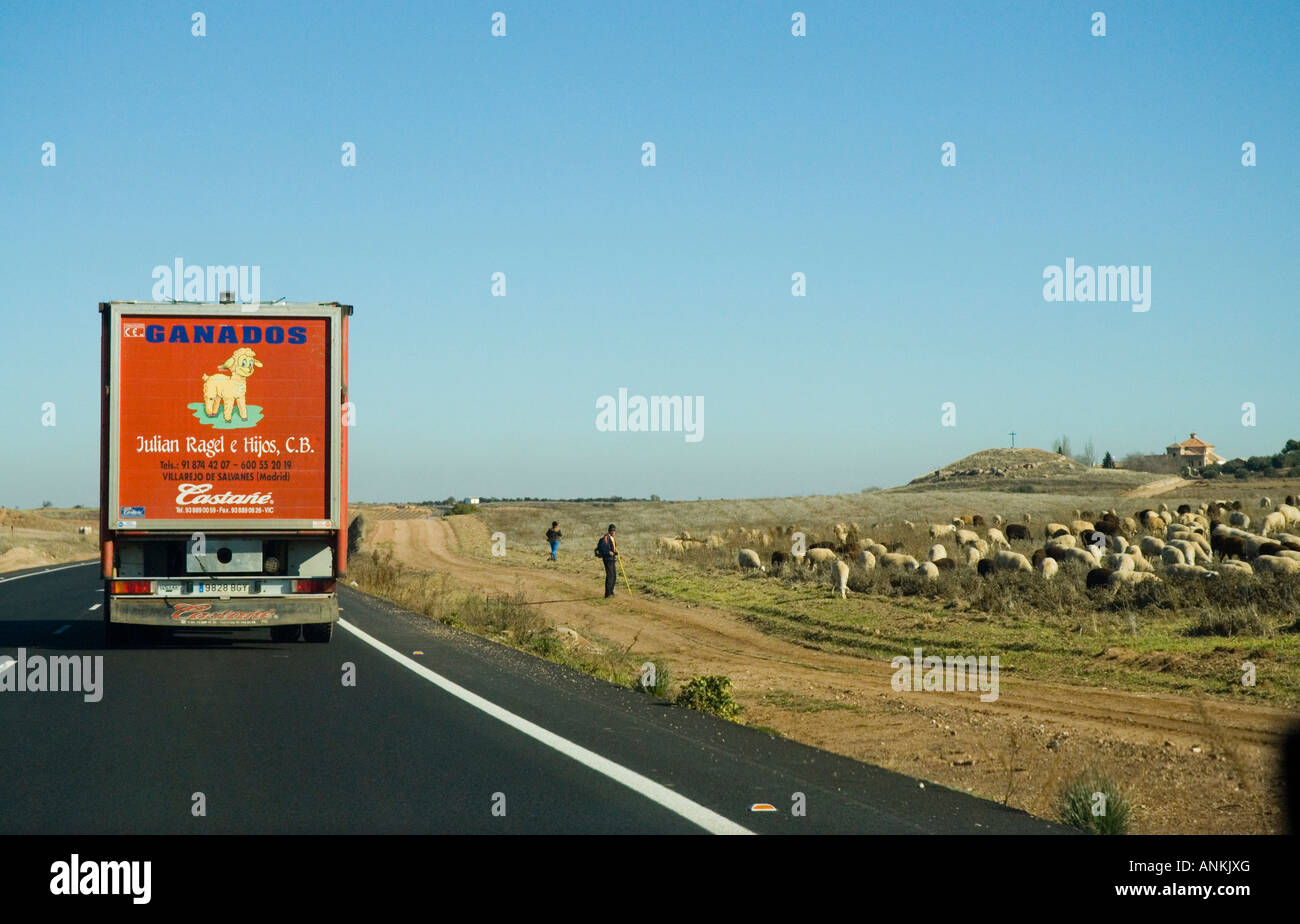Schaf-Transport im Alcazar de San Juan, Spanien Stockfoto
