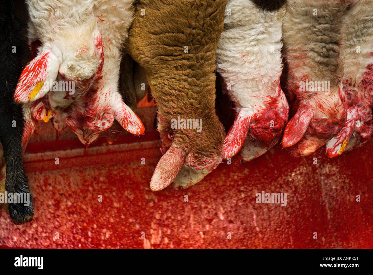 Junge Schafe in einem Schlachthof in Villarejo de Salvanes MADRID Spanien Stockfoto