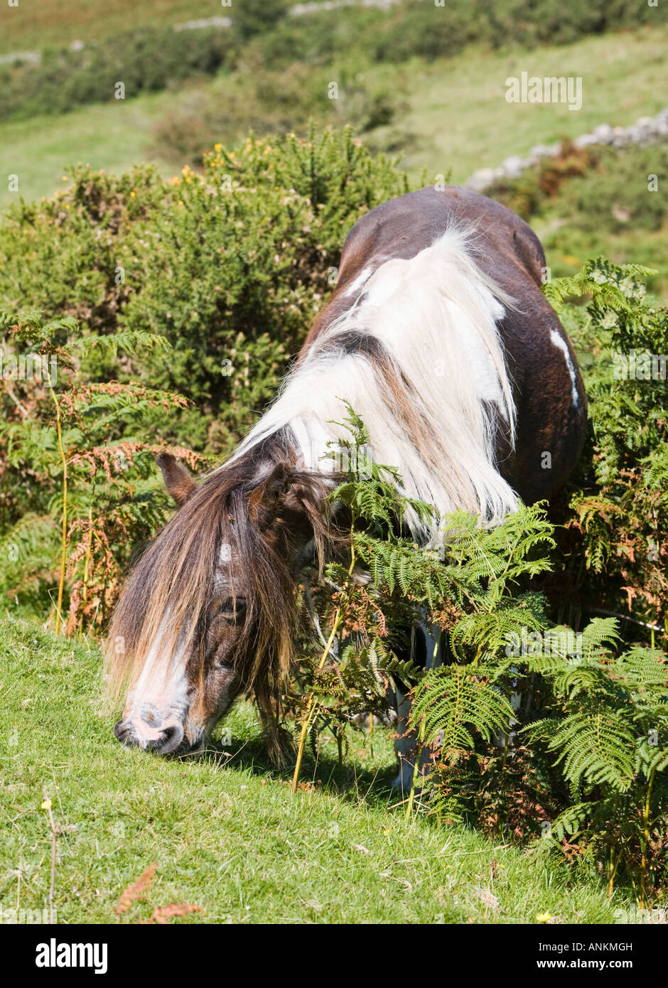 Dartmoor ponys im sommer Stockfotos und bilder Kaufen Alamy
