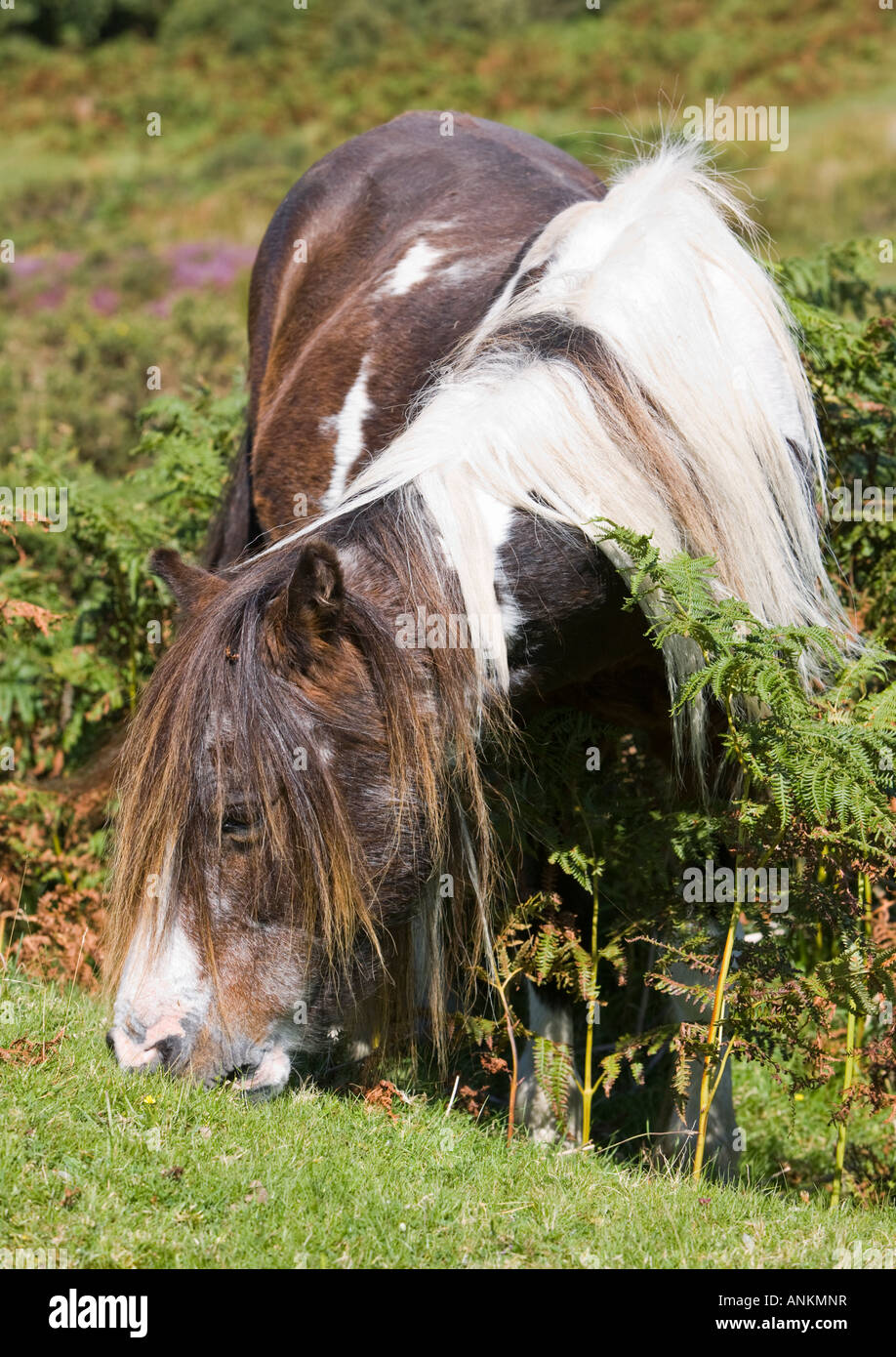 Wilden Dartmoor Ponys Weiden in Dartmoor National Park, Devon, England, UK Stockfoto