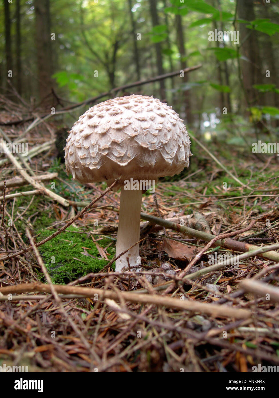 Pilz wächst in Wäldern in England Stockfoto