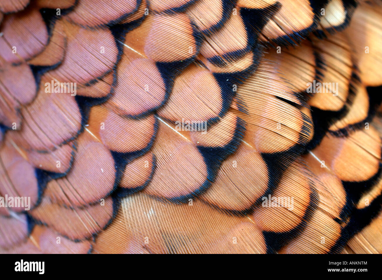 GEFIEDER DER PHASIANUS COLCHICUS DER FASAN Stockfoto