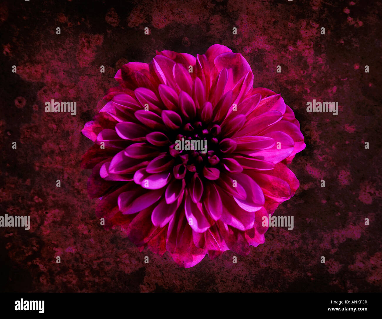 Foto-Illustration einer rosa Blume Dahlie Stockfoto