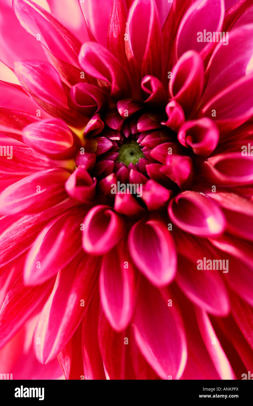 Schuss von einem hellen rosa Dahlie hautnah Stockfoto