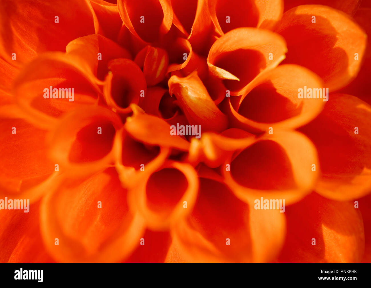 Schuss von einem hellen orange Dahlia Blume Nahaufnahme Stockfoto