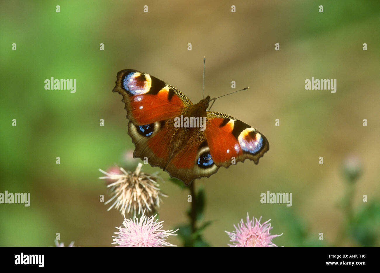 Peacock Butterfly Inachis Io Fütterung auf einer Distel, Potteric Carr Nature Reserve, Doncaster, South Yorkshire Stockfoto