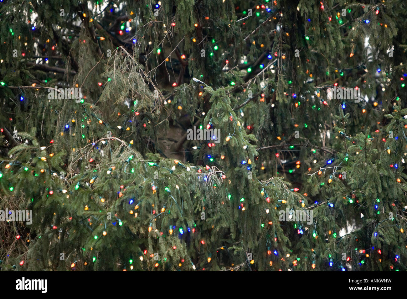 Detail der Weihnachtsbaum am Rockefeller Center in New York 8. Januar 2008 Stockfoto