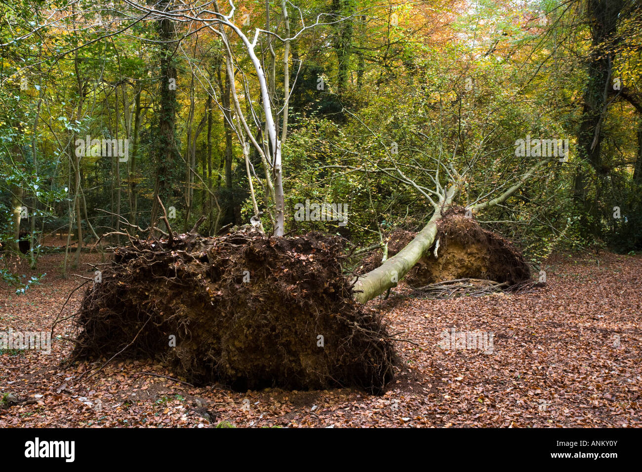 Buche Bäume entwurzelt bei Unwetter, Cotswold Commons und Buchenwälder, Cranham, Gloucestershire, UK Stockfoto