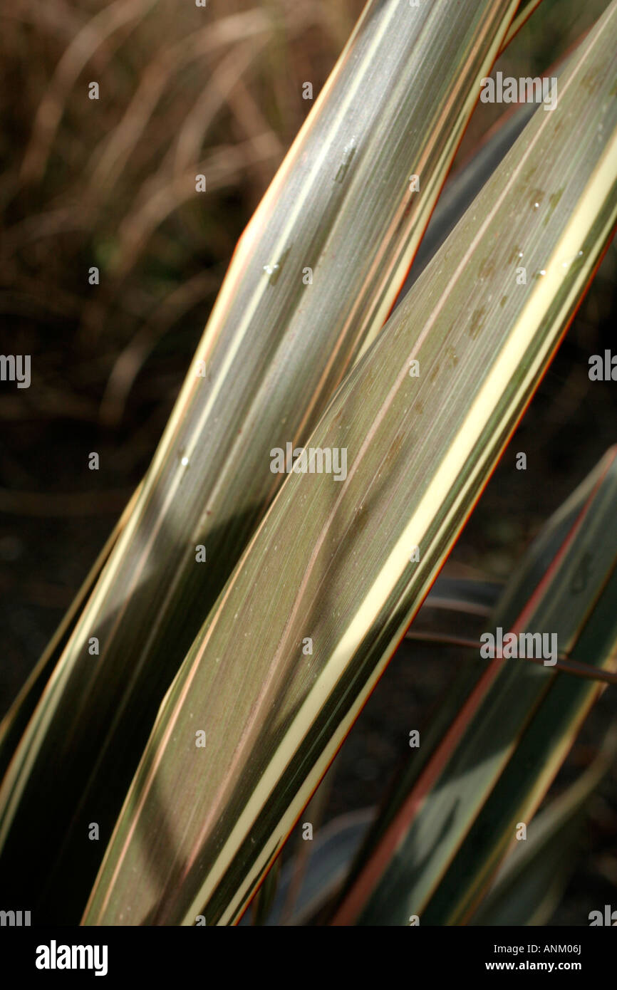 PHORMIUM ALISON BLACKMAN NEUSEELAND FLACHS Stockfoto