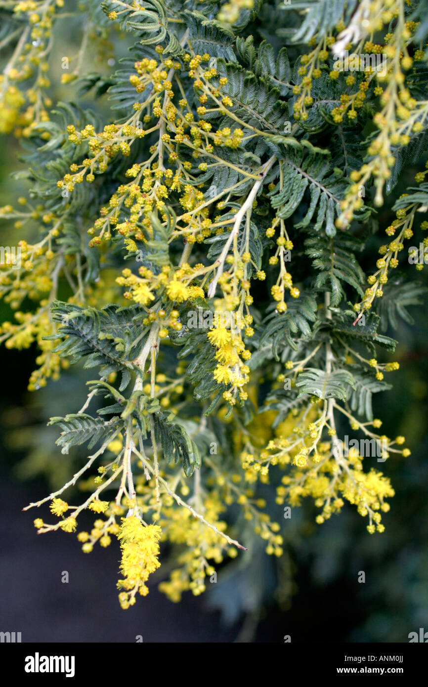 ACACIA DEALBATA SUBALPINA IM JANUAR Stockfoto