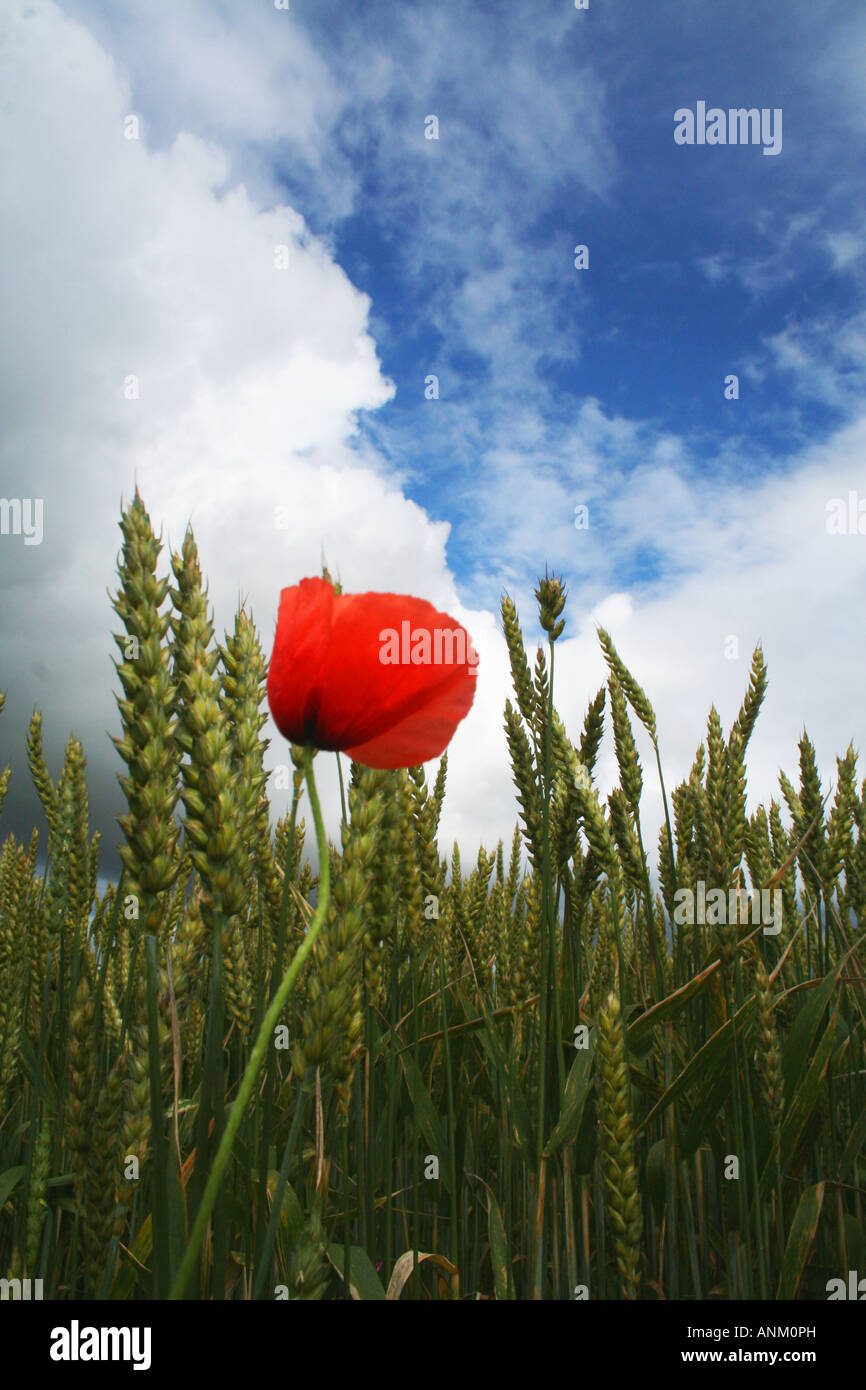 Einsamer Mohn Stockfoto