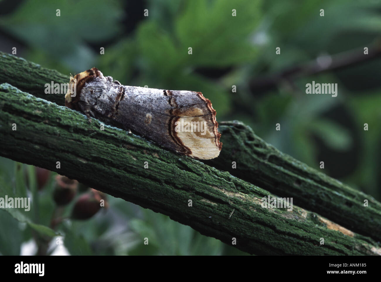 Buff Tipp Motte, Phalera bucephala Stockfoto