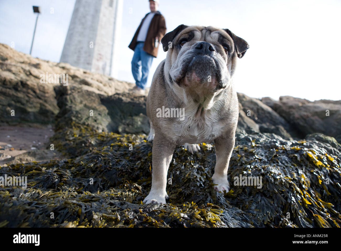 Englische Bulldogge mit Besitzer am Strand Stockfoto