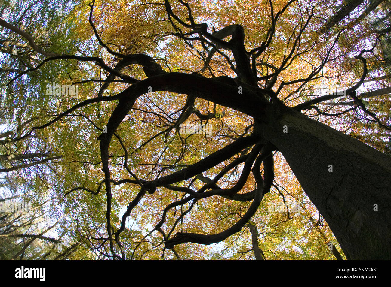 Eine alte Buche in herbstlichen Farben auf der Cotswold Way, Standish Woods, Gloucestershire, UK Stockfoto