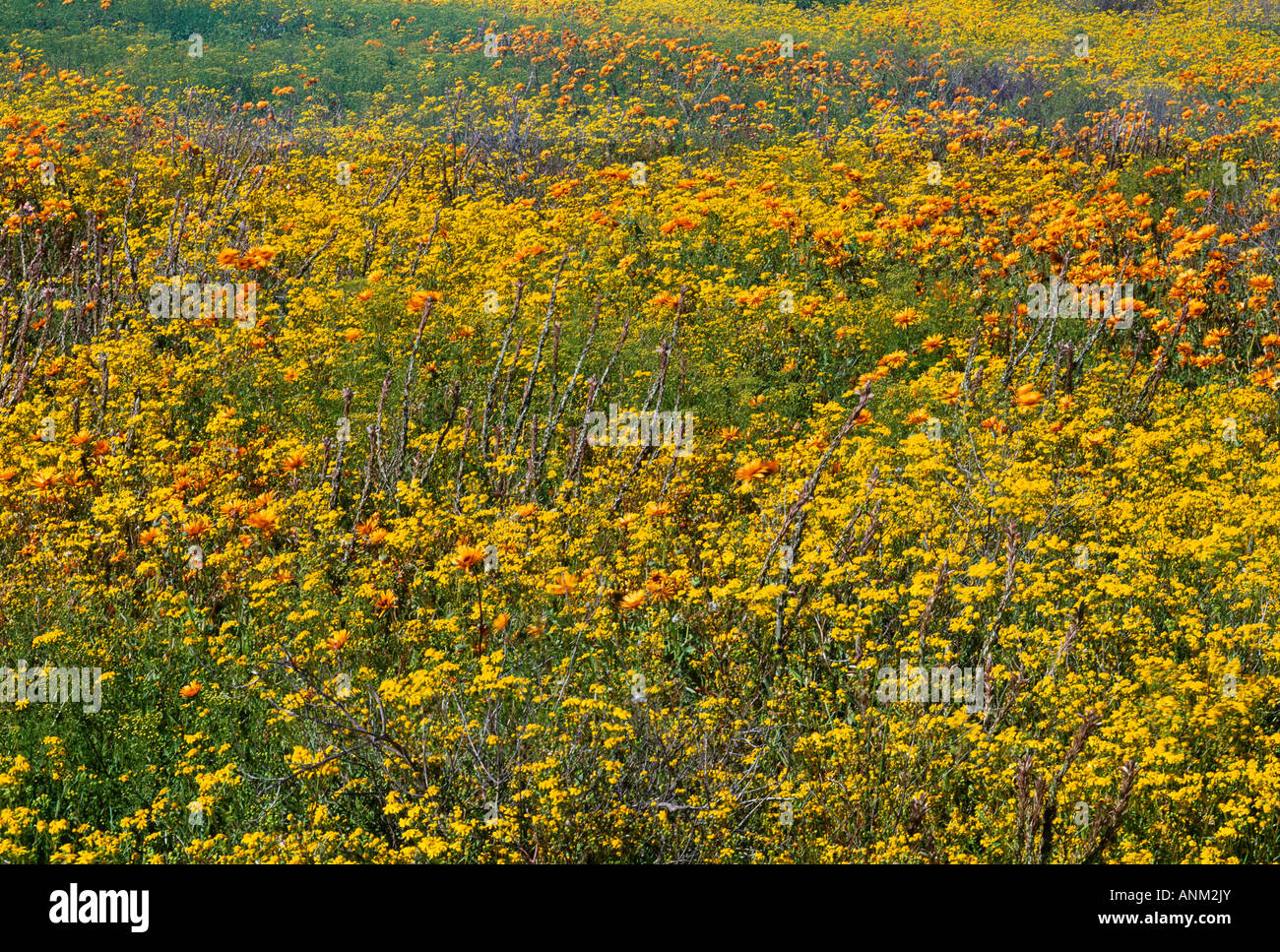 Wildblumen im Namaqualand Stockfoto