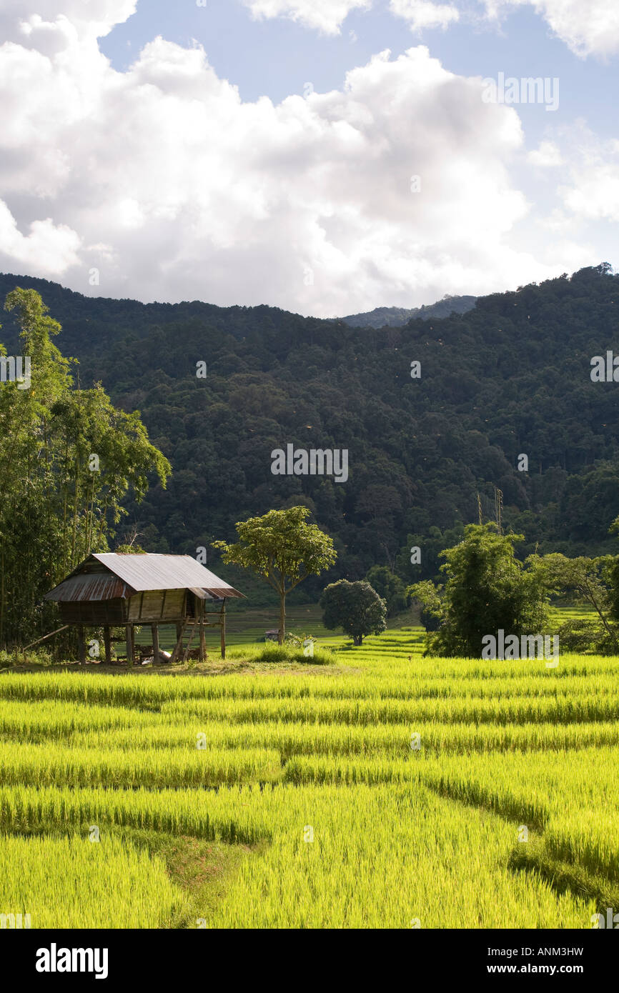 Anbau von Reis Asien  Terraced Reis Felder in Plantagen, Chiang Mai in Thailand Stockfoto