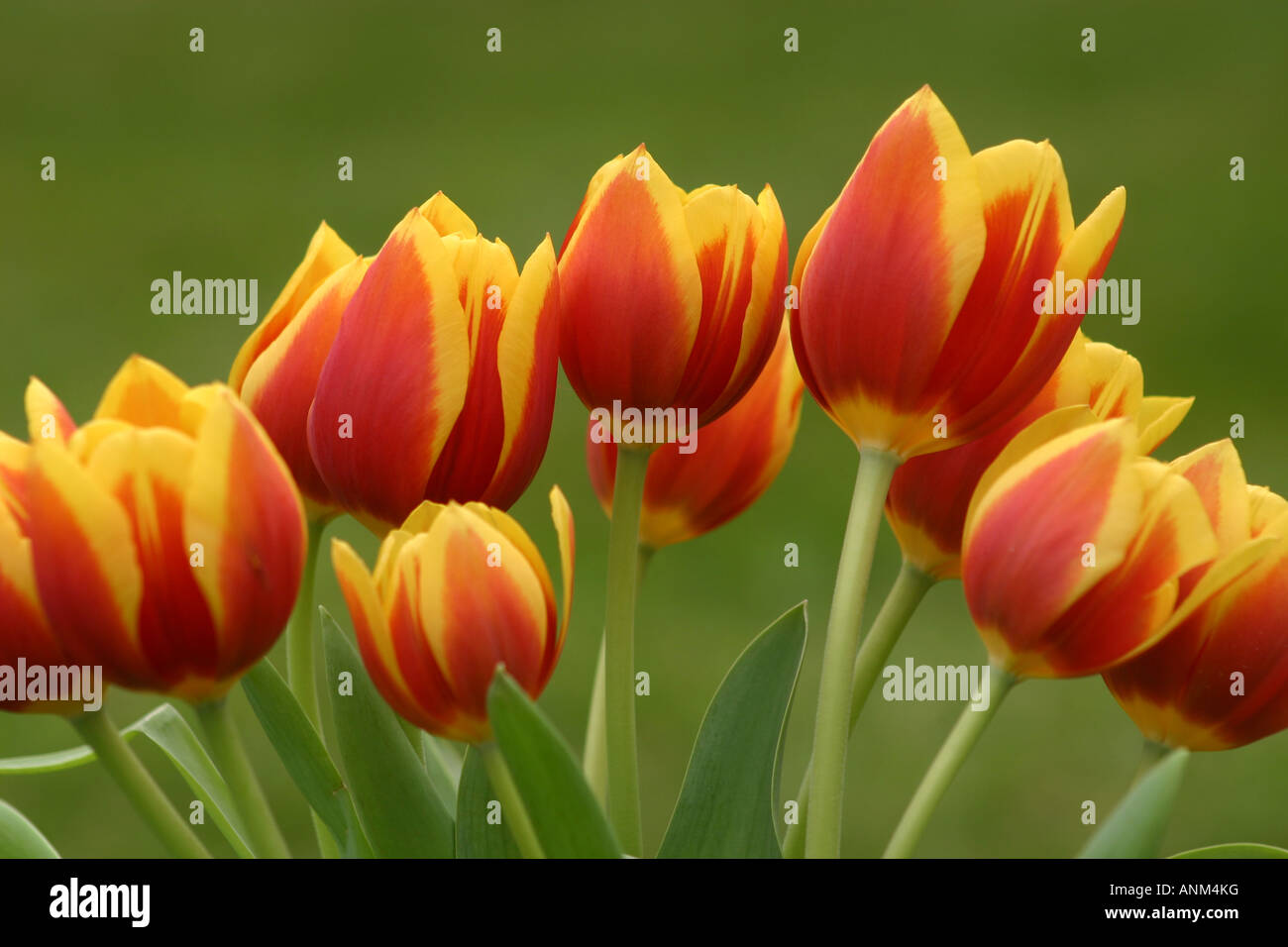 rot gelb tuilpis Stockfoto