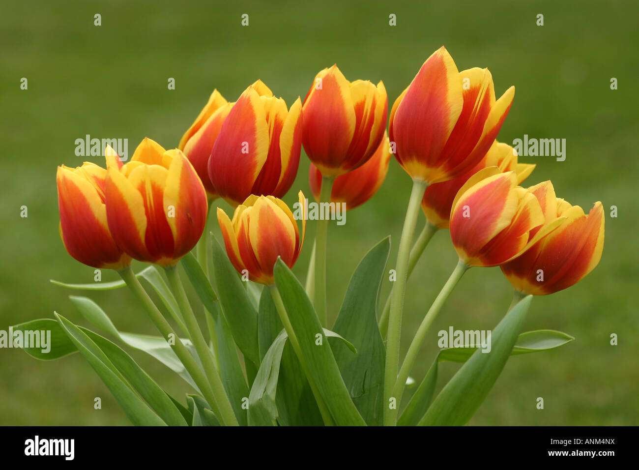 horizontale Foto rot gelb tuilps Stockfoto