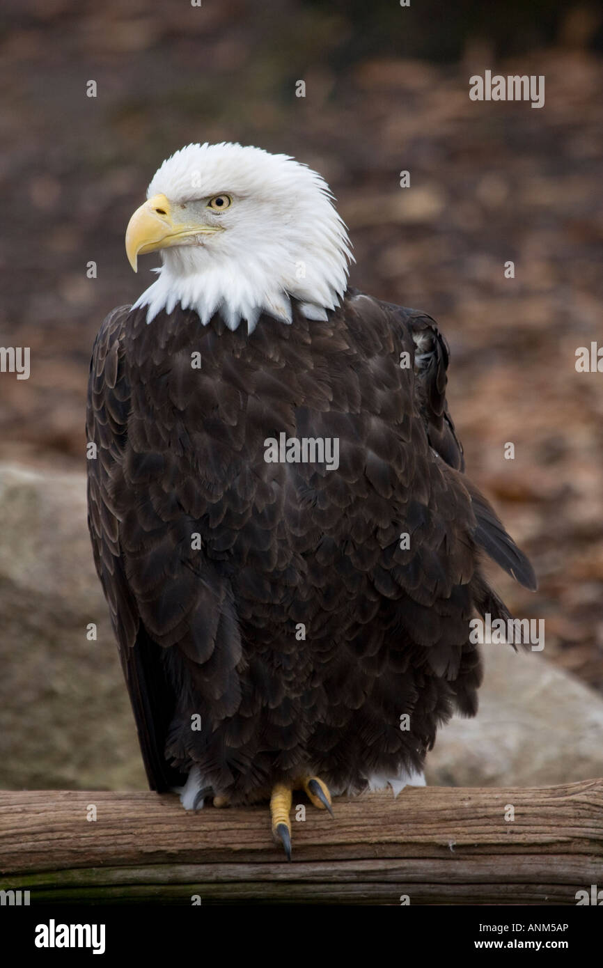 Weißkopf-Seeadler Stockfoto