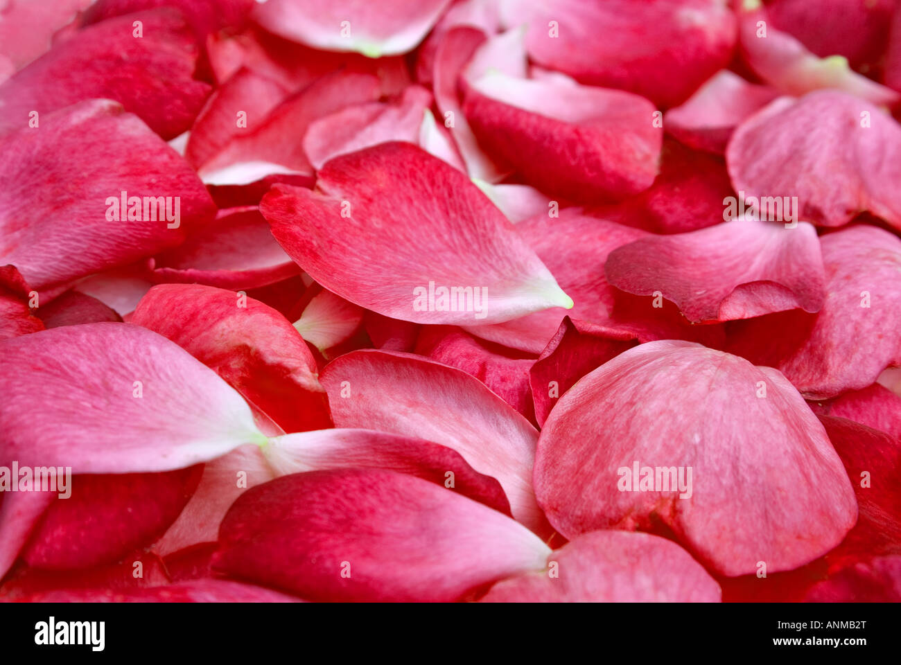 schöne helle rote Rosenblüten Hintergrundbild Stockfoto