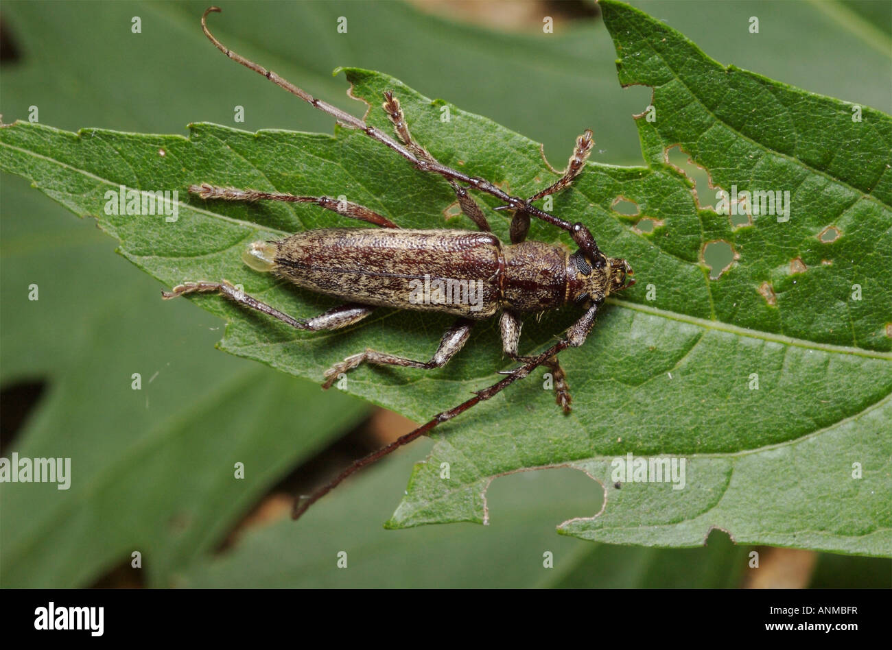 Longhorn Beetle auf einem grünen Blatt. Elaphidion mucronatum Stockfoto