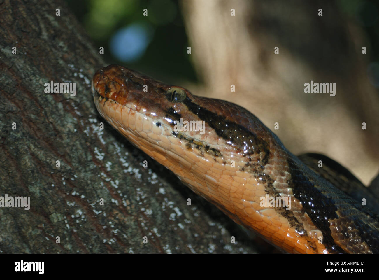 Python aus aus indischen Python in der Nähe von Kanha Nationalpark, Indien Stockfoto