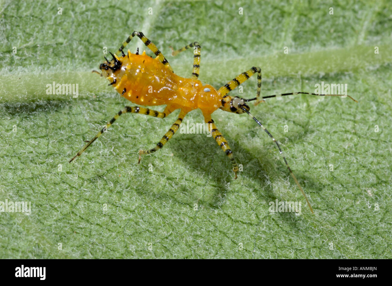 Nymphe der Attentäter Bug Pselliopus sp. Stockfoto