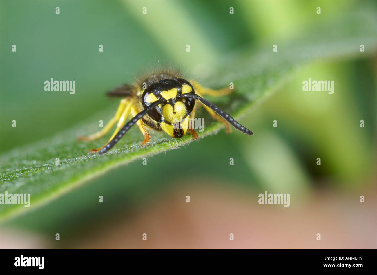 Das Gesicht und die Mandibeln der östlichen Yellowjacket Vespula maculifrons Stockfoto