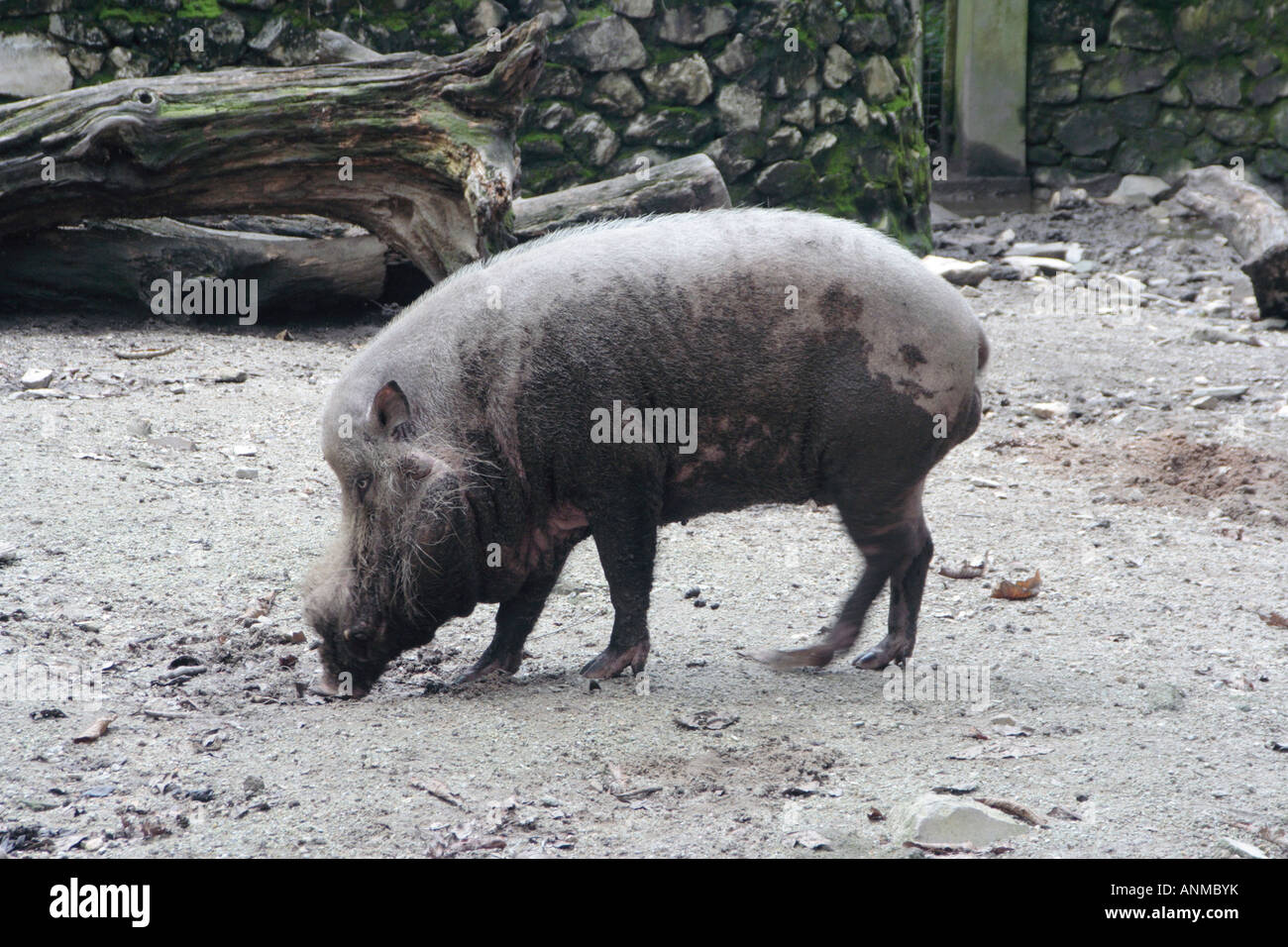 Bärtige Schwein in Malaysian National Zoo Stockfoto
