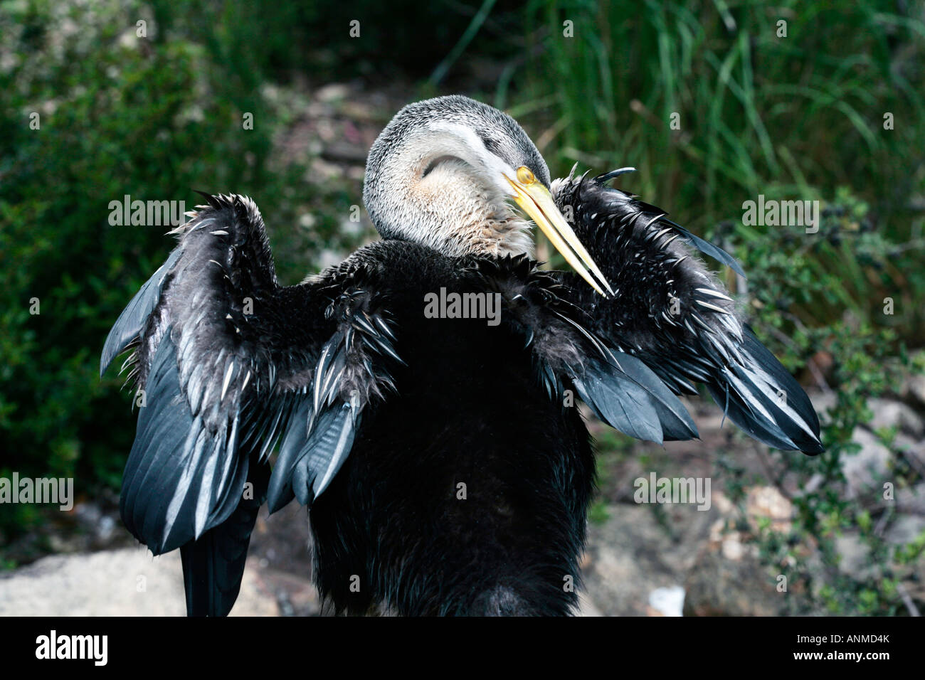 Weibliche Anhinga/Darter-Anhinga melanogaster Stockfoto