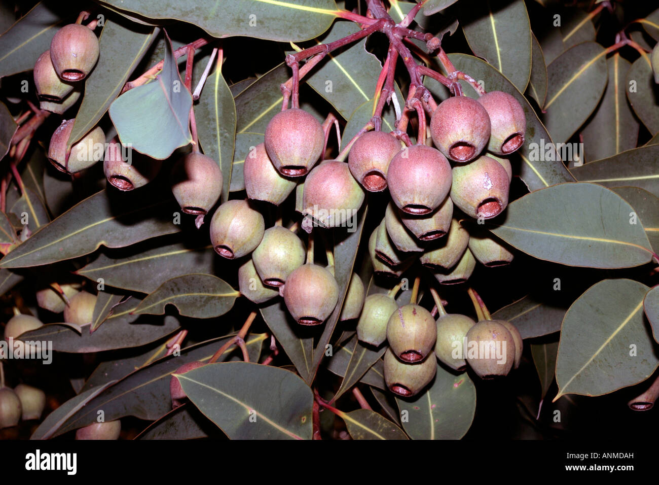 Western Australian Red Blüte Gum Frucht - Eucalyptus ficifolia Stockfoto