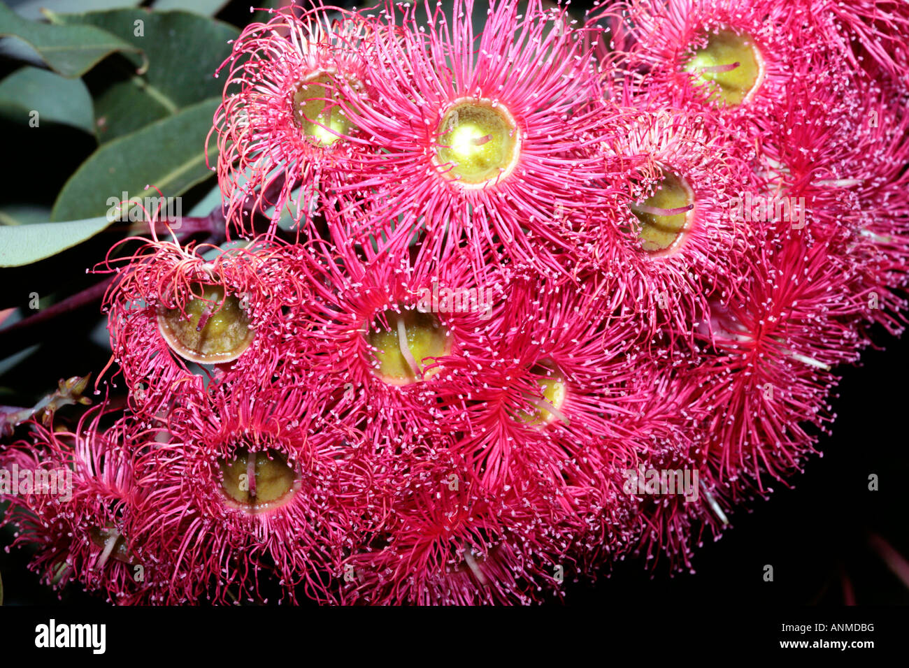 Western Australian rot blühenden Gummi Blumen und Obst - Eucalyptus ficifolia-Familie Fabaceae Stockfoto