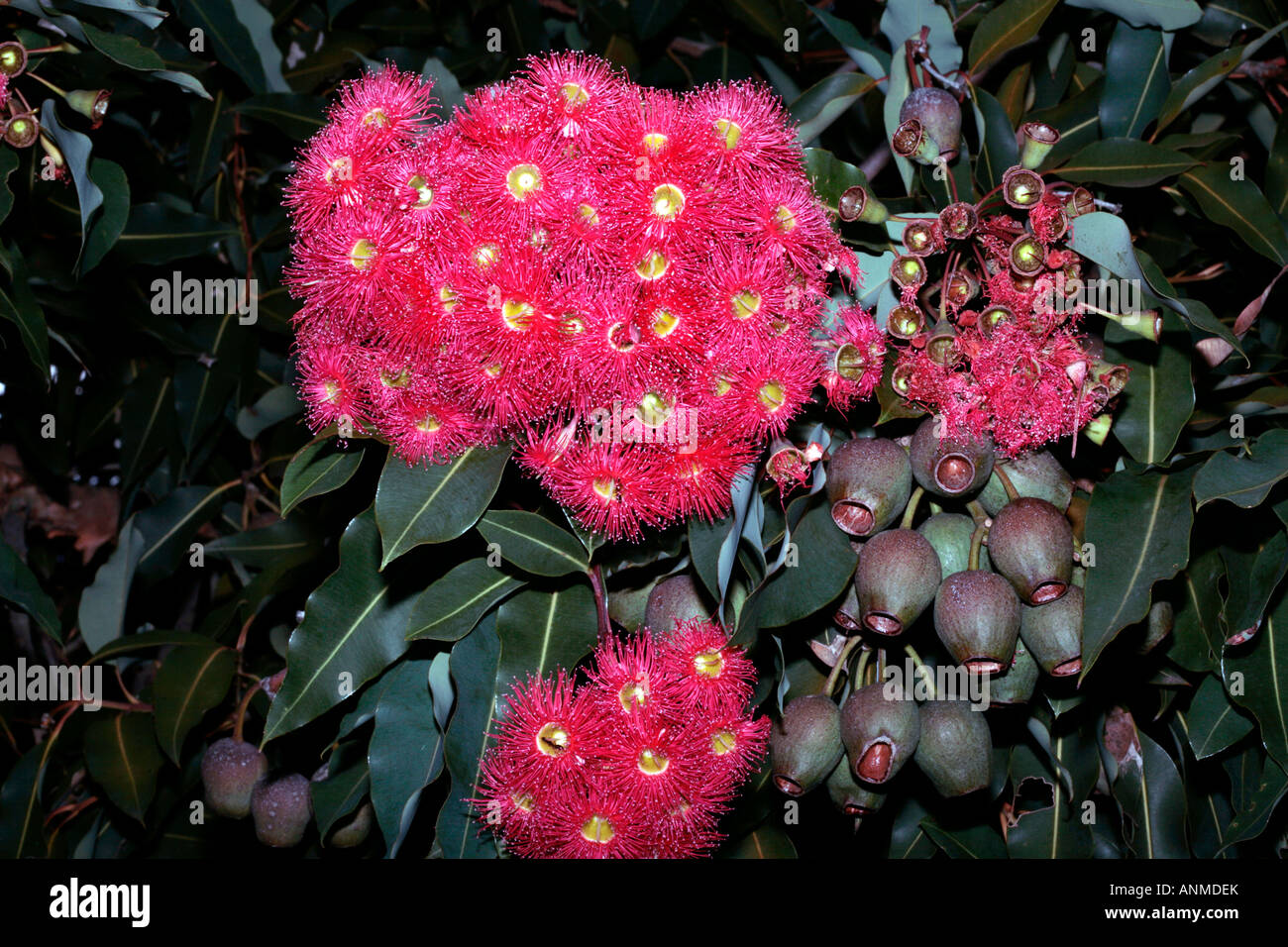 Western Australian rot blühenden Gummi Blumen und Obst - Eucalyptus ficifolia-Familie Fabaceae Stockfoto