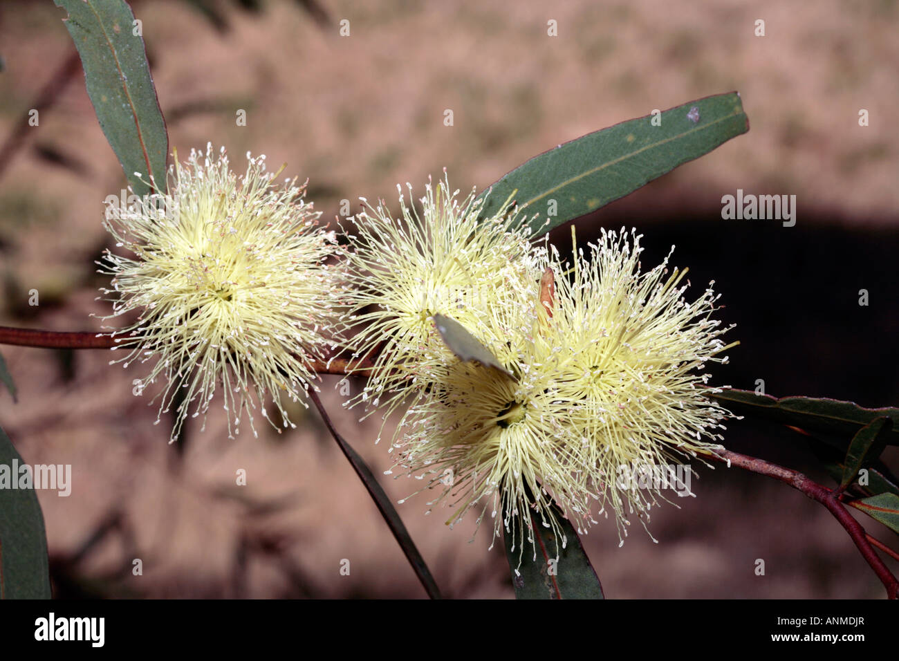 Lange blühende Marlock - Eukalyptus Macranda - Familie Fabaceae Stockfoto