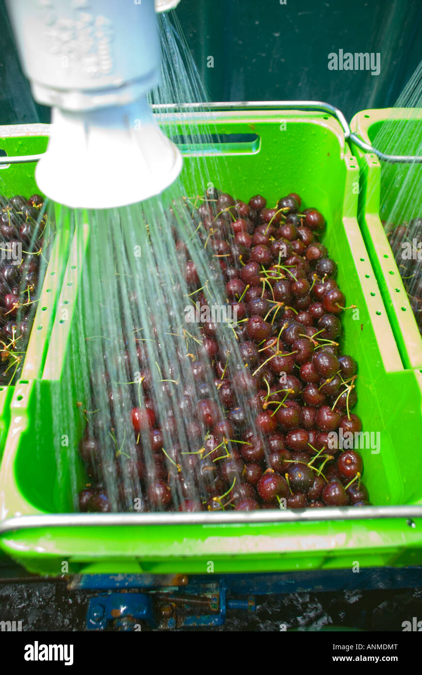 Reife abgestuften Kirschen gewaschen vor dem Verpacken Stockfoto