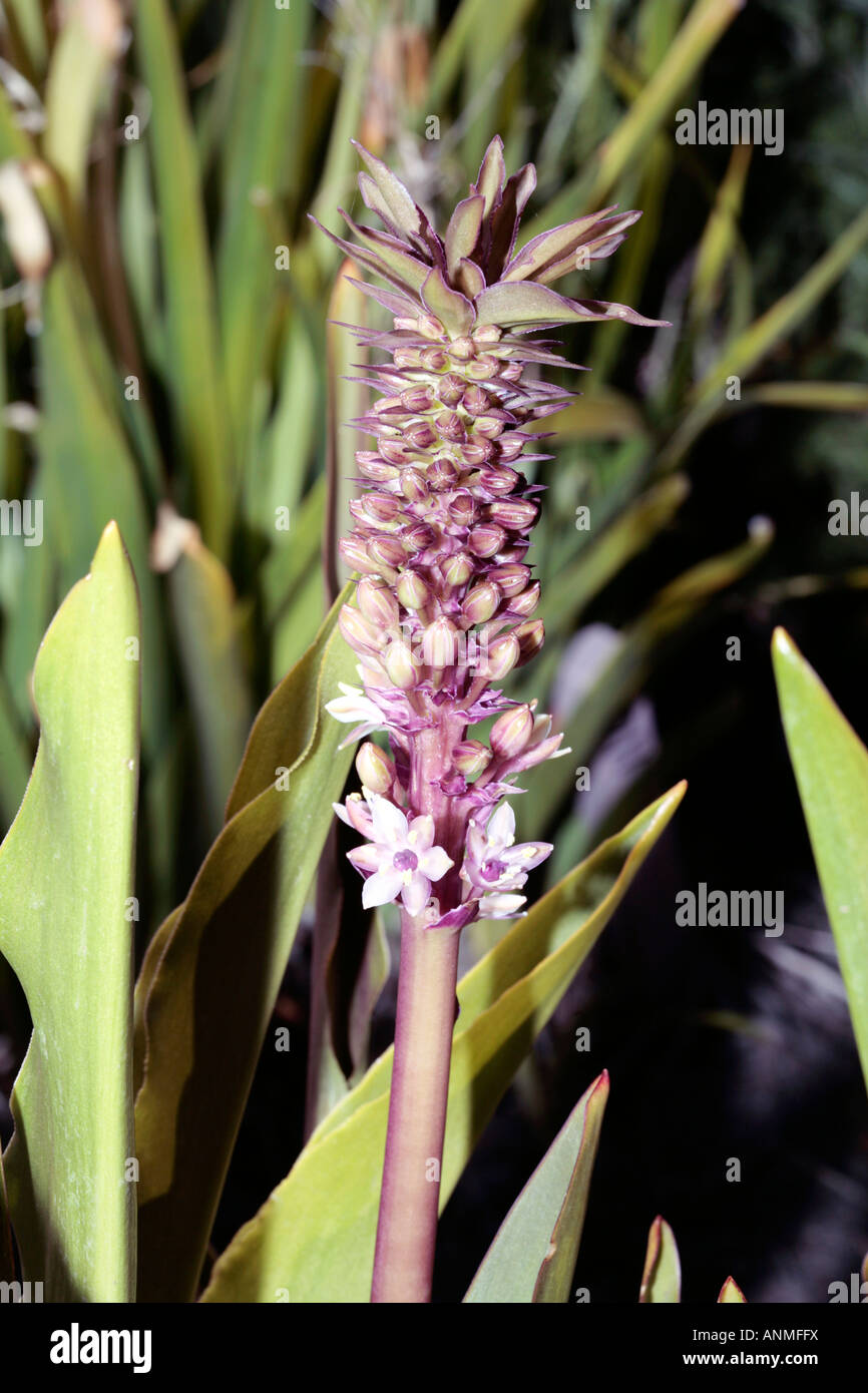 Ananas Lily-Eucomis Umbidata - Familie Liliaceae/Hyancinthaceae Stockfoto