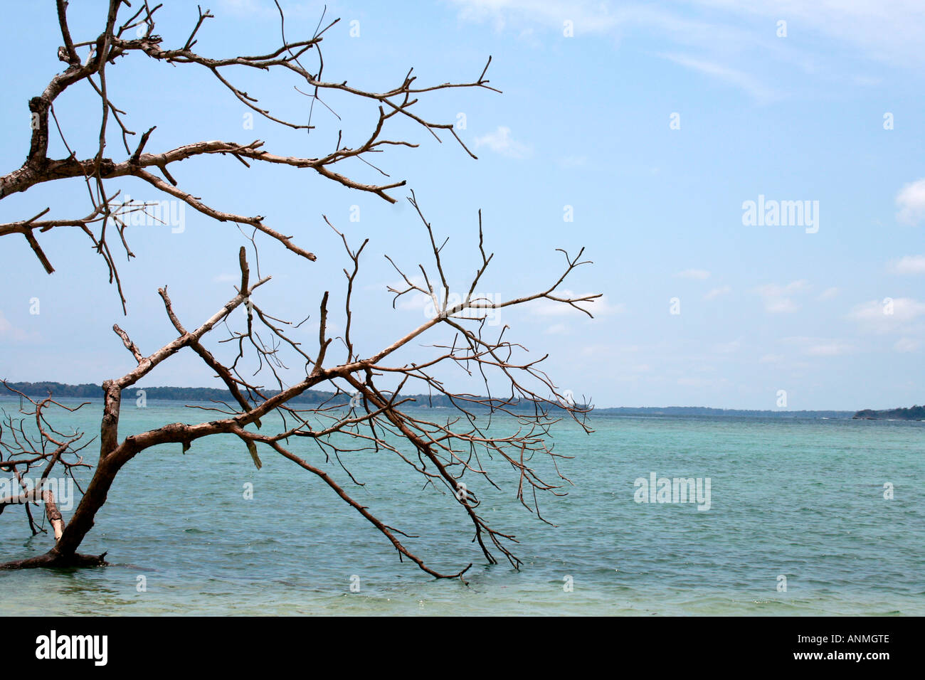 Blattlose Bäume stehen in den seichten Gewässern der Jolly Boje Strand in Andaman Stockfoto