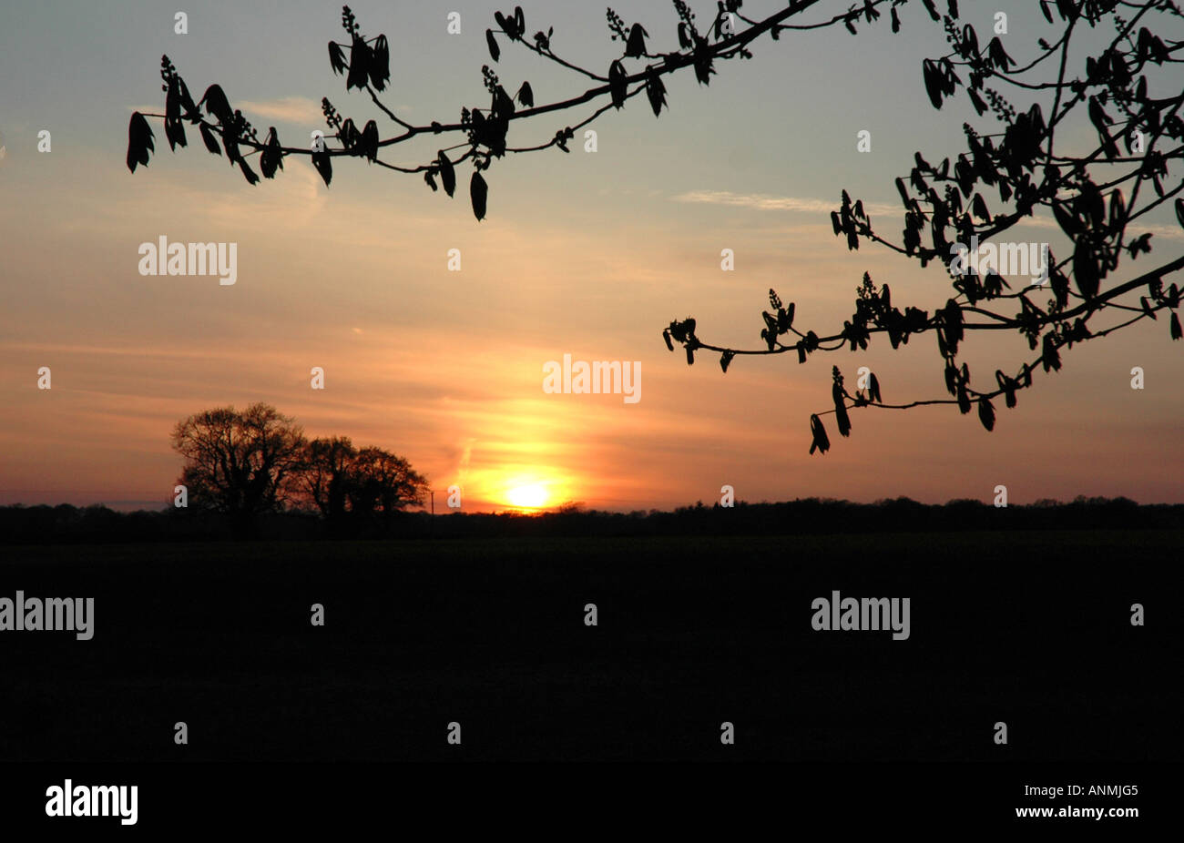 Baum und Feld im Sonnenuntergang in Wildhern Hampshire England Vereinigtes Königreich Stockfoto