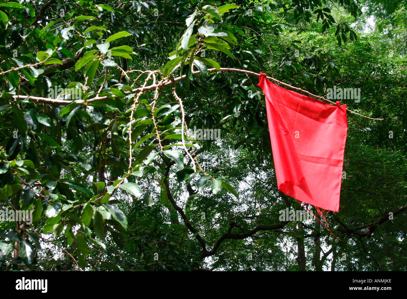 Ein rotes Tuch gebunden an den Ast eines Baumes inmitten von viel Grün in Nelliyampathy, Kerala gesehen Stockfoto