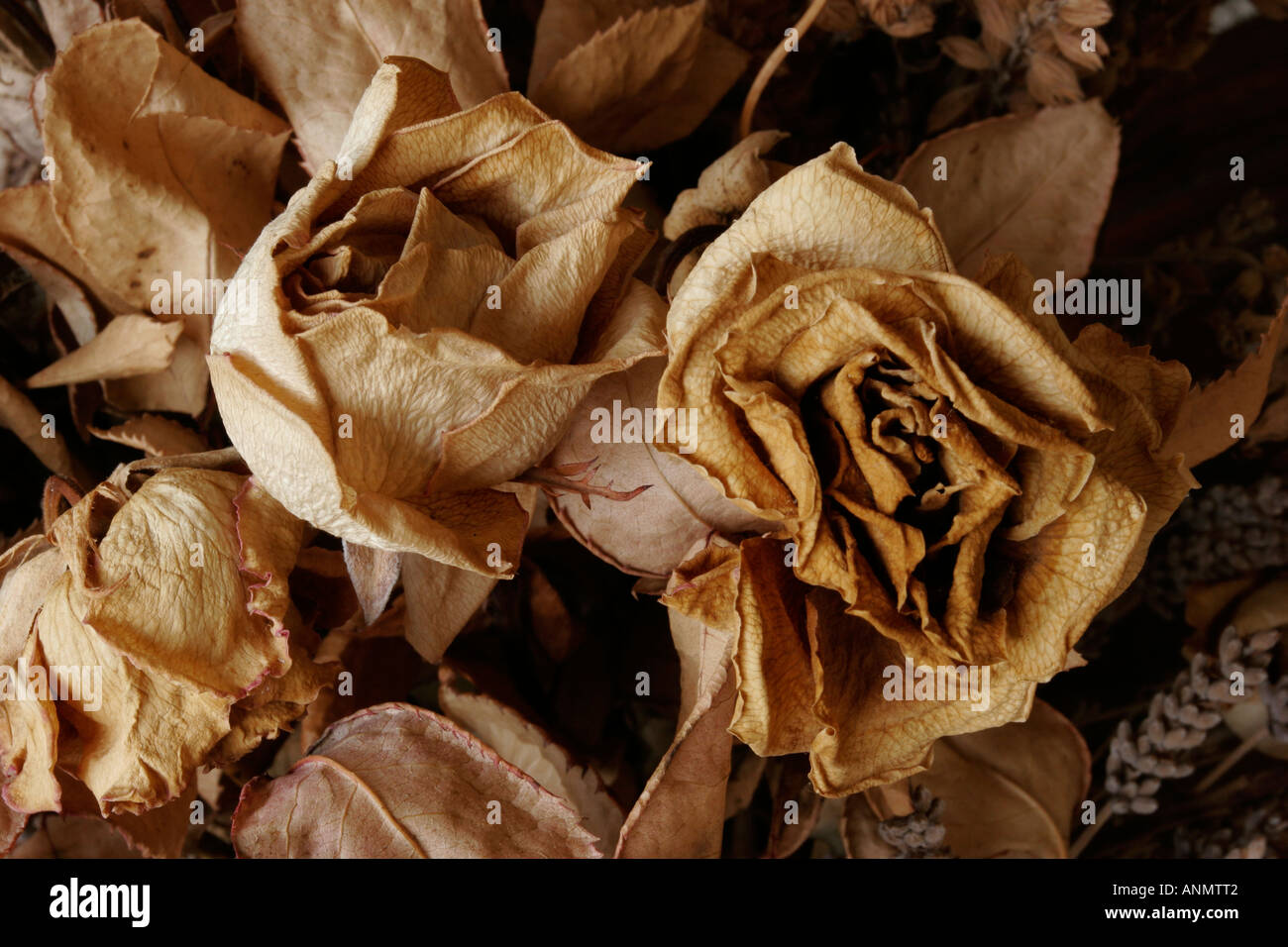 Nahaufnahme von Trockenblumen Stockfoto