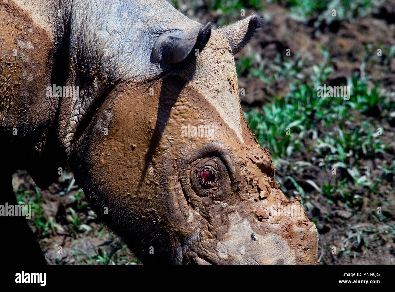 Sumatra-Nashorn mit Horn entfernt, um Wilderei zu verhindern Stockfoto