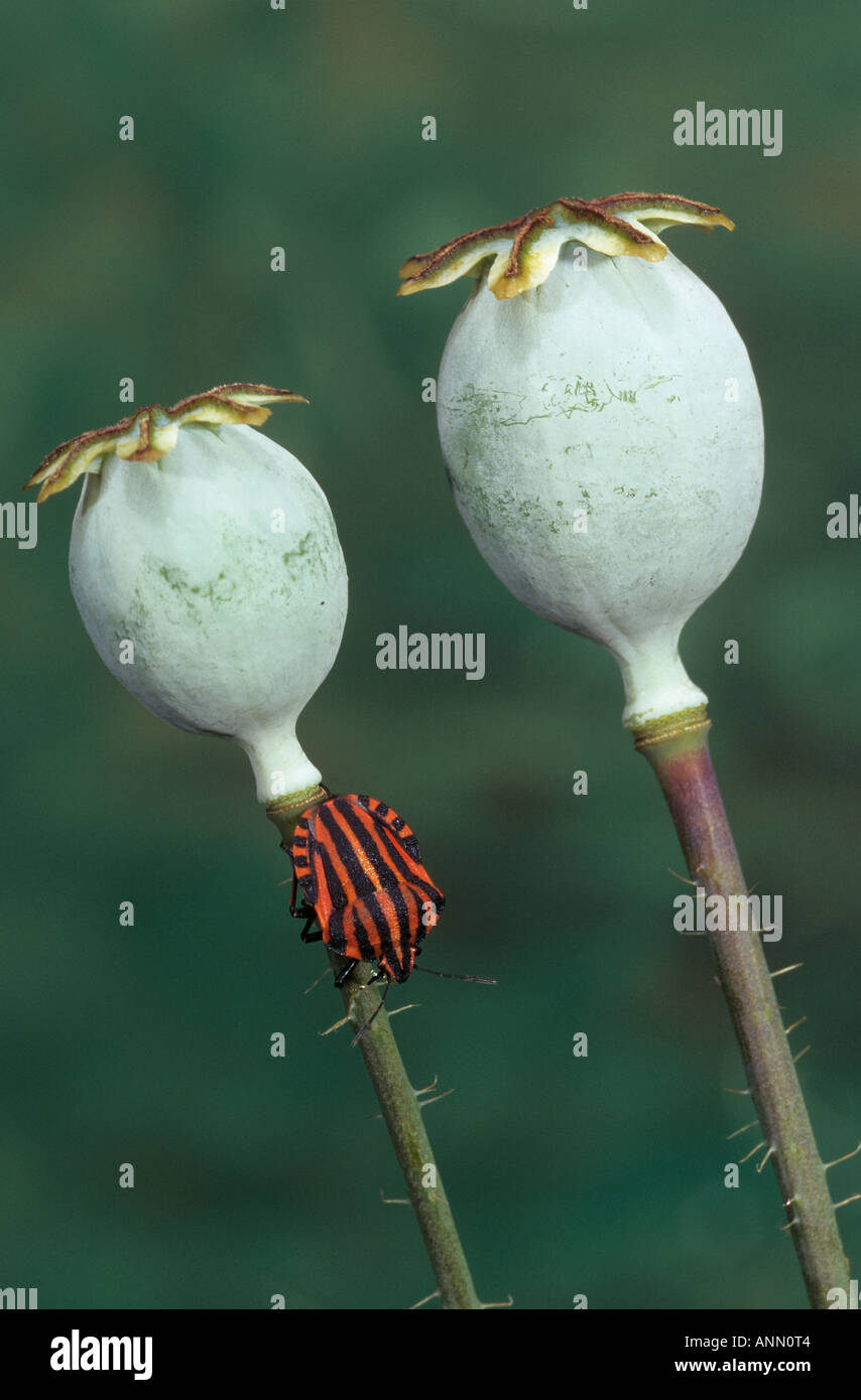 gestreifte Stink Bug / Graphosoma Lineatum Stockfoto