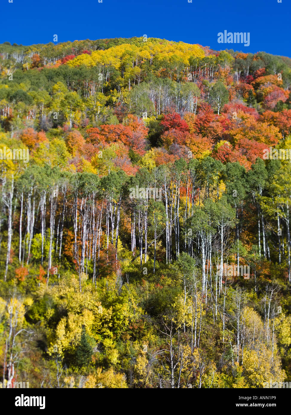 Üppiger Vegetation im Wald Stockfoto