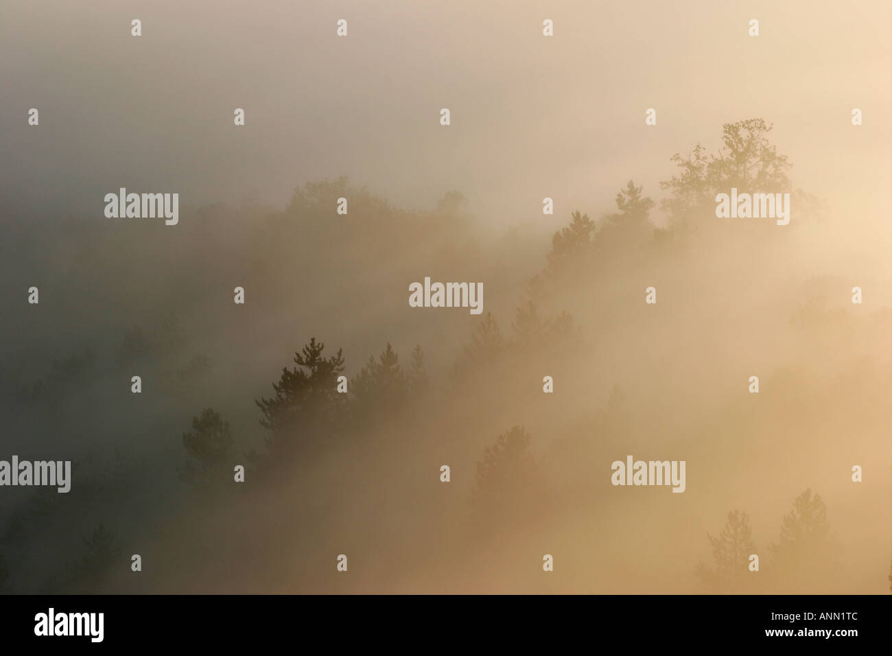 Bäume im Nebel am frühen Morgen Stockfoto