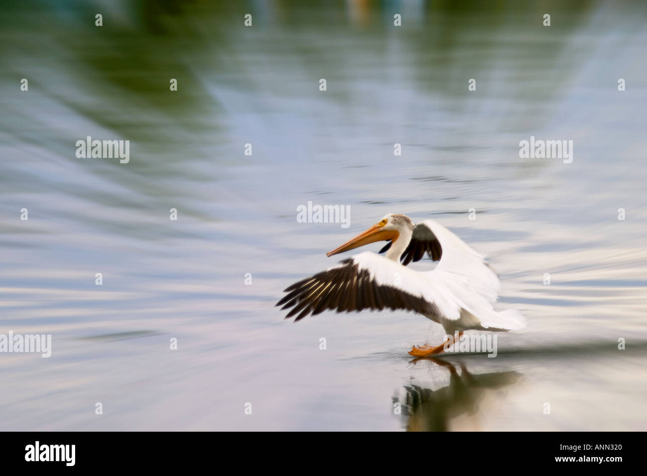 Amerikanischen weißen Pelikan, die Landung auf dem Snake River Oxbow Bend Grand Teton National Park Teton County Wyoming Stockfoto