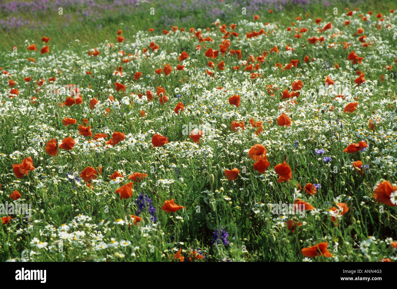 Margeriten und Mohn Stockfoto