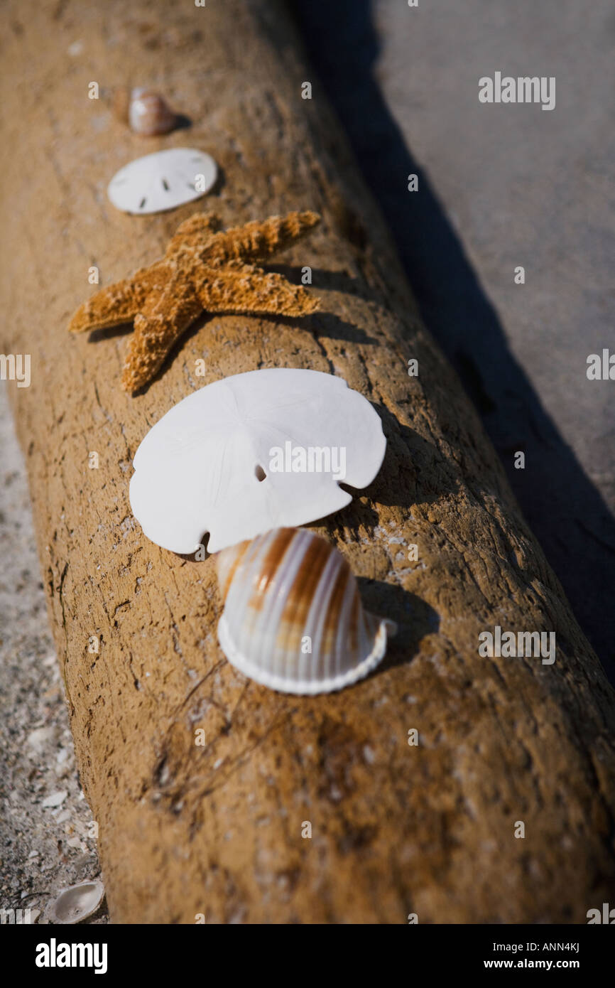 Seestern, Sand-Dollars und Muscheln auf Log, Florida, Vereinigte Staaten Stockfoto
