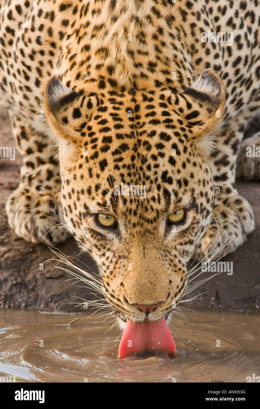 Leopard, trinken, Greater Kruger National Park, Südafrika Stockfoto