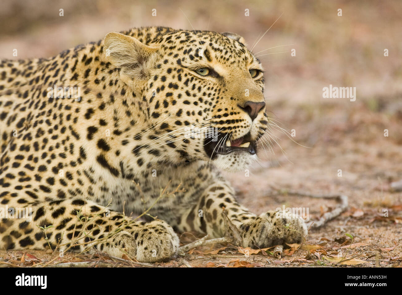 Leopard Verlegung auf Boden, Greater Kruger National Park, Südafrika Stockfoto